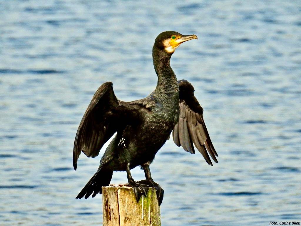 Great Cormorant by Corine Bliek is licensed under CC BY-NC 2.0.